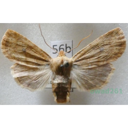 Conistra vaccinii (Linnaeus, 1761) Porożnica jagodówka Czech56b